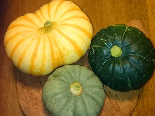 11665490_788925024559590_7330295889941030452_n