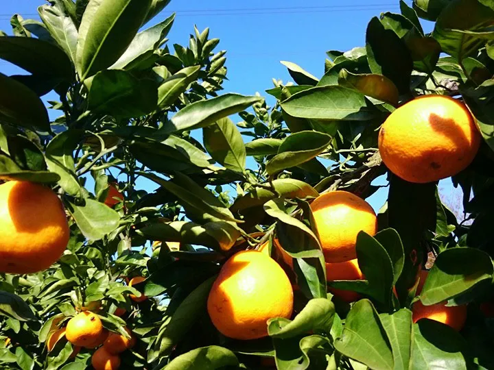 12341160_870610509724374_5310315942297800129_ns