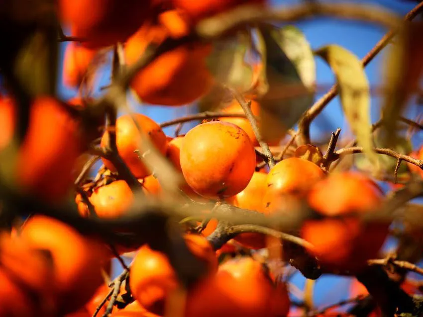 15170781_1115667355218687_6985962226711603031_ns