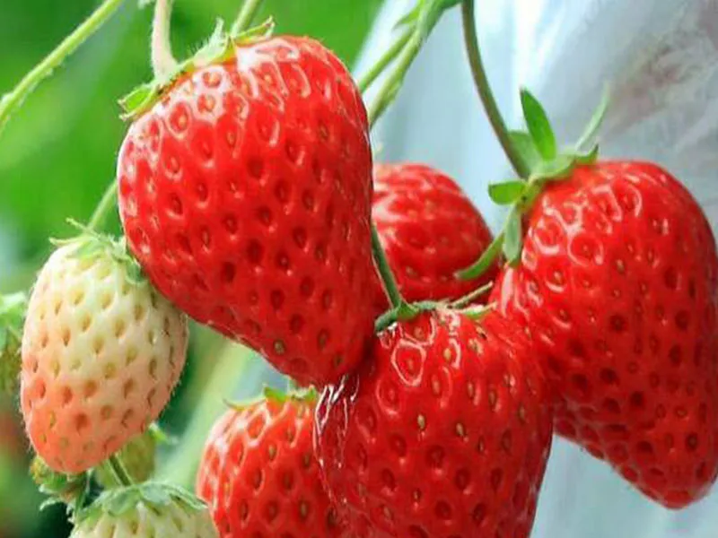 里山ジェラート8